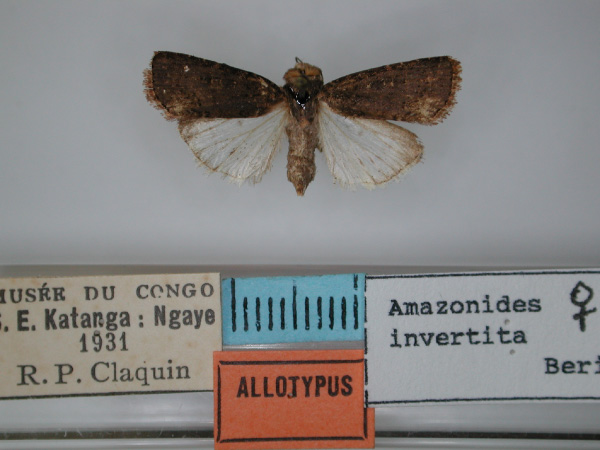 /filer/webapps/moths/media/images/I/invertita_Amazonides_AT_RMCA_01.jpg
