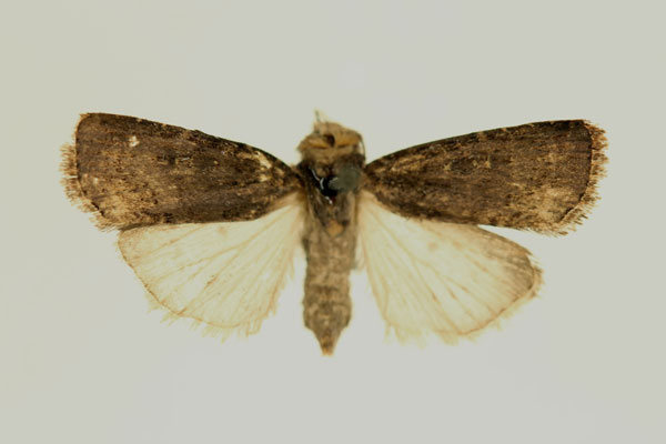 /filer/webapps/moths/media/images/I/invertita_Amazonides_AT_RMCA_03.jpg