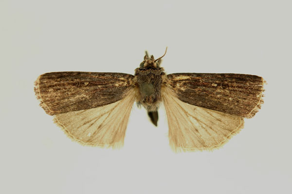 /filer/webapps/moths/media/images/I/invertita_Amazonides_HT_RMCA_03.jpg