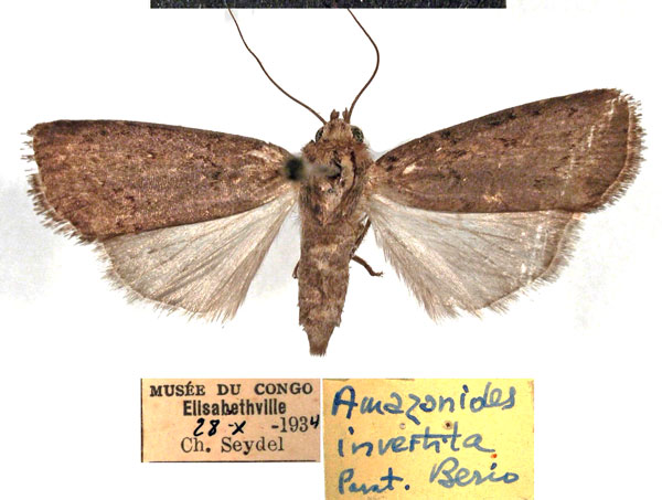 /filer/webapps/moths/media/images/I/invertita_Amazonides_PTF_MSNM.jpg