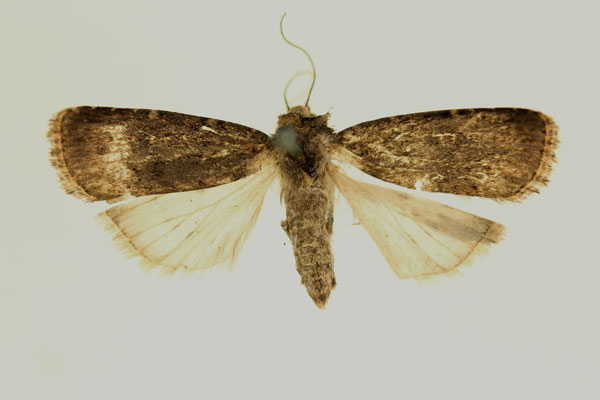 /filer/webapps/moths/media/images/I/invertita_Amazonides_PT_RMCA.jpg