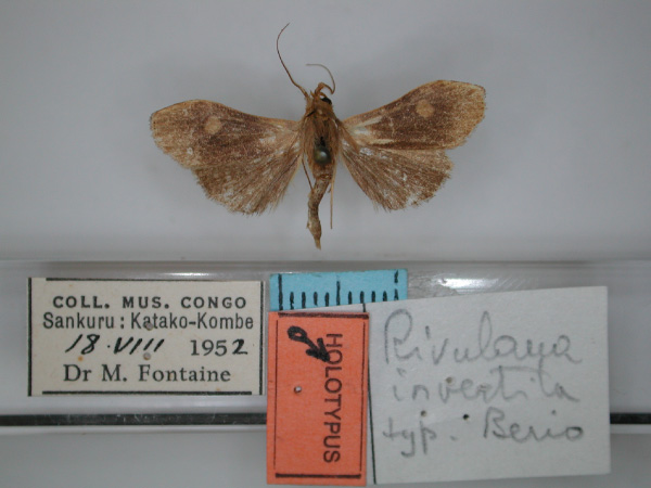 /filer/webapps/moths/media/images/I/invertita_Rivula_HT_RMCA_01.jpg