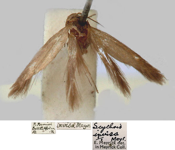 /filer/webapps/moths/media/images/I/invisa_Scythris_PLT_BMNH_Bjfn5n5.jpg
