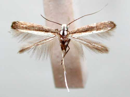 /filer/webapps/moths/media/images/I/invita_Pareclectis_HT_TMSA356.jpg