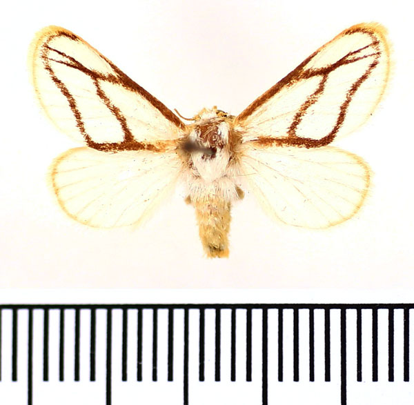 /filer/webapps/moths/media/images/I/invitabilis_Parapluda_AF_BMNH.jpg