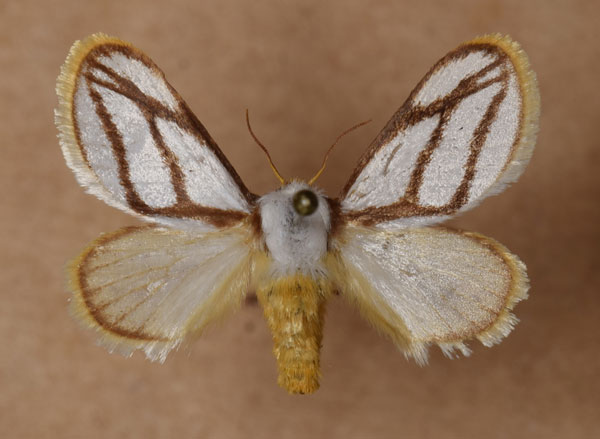 /filer/webapps/moths/media/images/I/invitabilis_Parapluda_AF_Butler.jpg