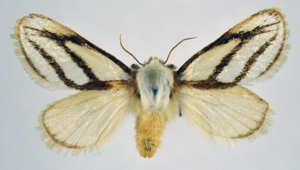/filer/webapps/moths/media/images/I/invitabilis_Parapluda_AF_NHMO.jpg