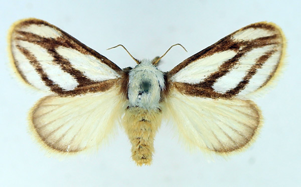 /filer/webapps/moths/media/images/I/invitabilis_Parapluda_AF_TMSA.jpg