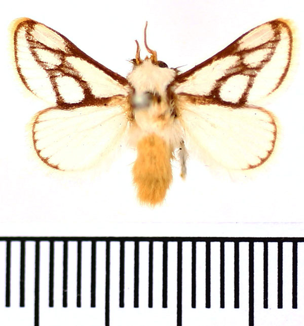/filer/webapps/moths/media/images/I/invitabilis_Parapluda_AM_BMNH.jpg