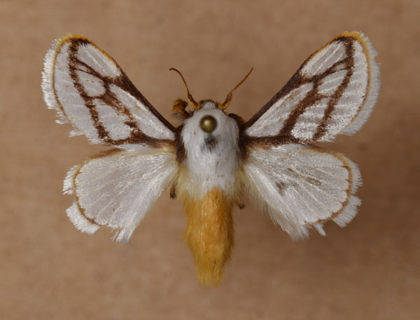 /filer/webapps/moths/media/images/I/invitabilis_Parapluda_AM_Butler.jpg