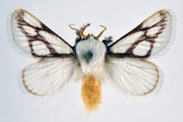 /filer/webapps/moths/media/images/I/invitabilis_Parapluda_AM_NHMO.jpg