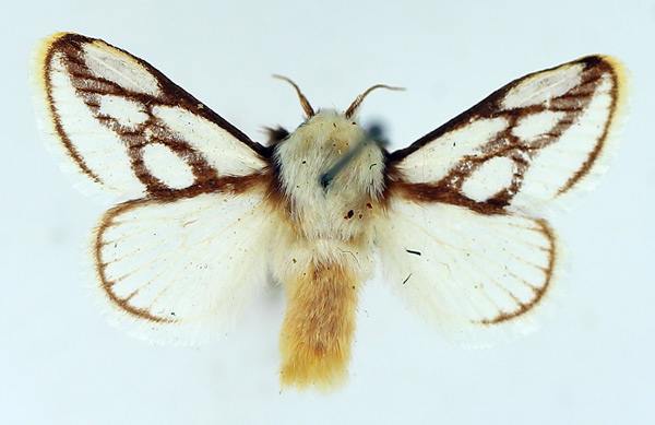 /filer/webapps/moths/media/images/I/invitabilis_Parapluda_AM_TMSA.jpg