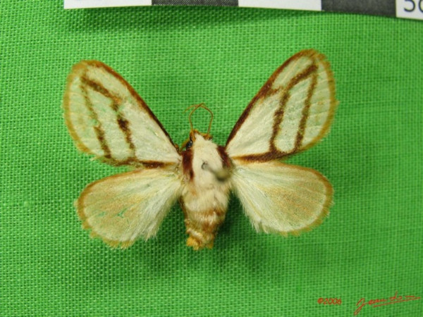 /filer/webapps/moths/media/images/I/invitabilis_Parapluda_A_Albert_01.JPG