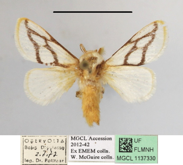 /filer/webapps/moths/media/images/I/invitabilis_Parapluda_A_MGCLa_01.JPG