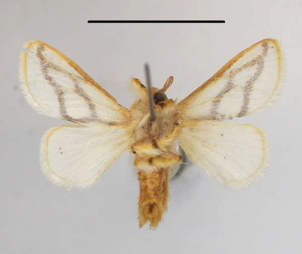 /filer/webapps/moths/media/images/I/invitabilis_Parapluda_A_MGCLb_01.JPG