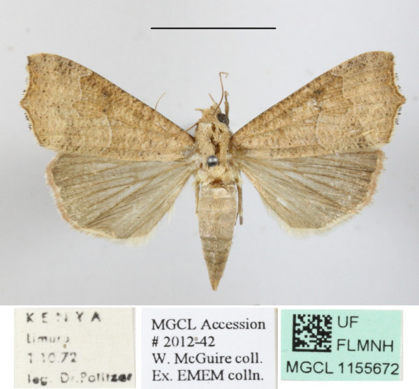 /filer/webapps/moths/media/images/I/involuta_Anomis_A_MGCLa_01.JPG