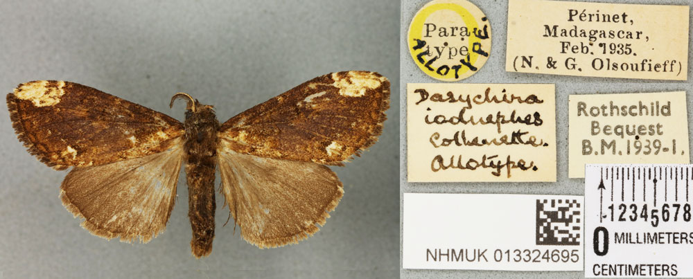 /filer/webapps/moths/media/images/I/iodnephes_Dasychira_AT_BMNHa.jpg