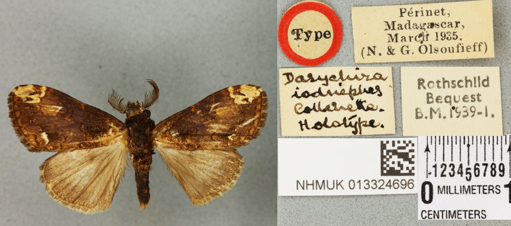 /filer/webapps/moths/media/images/I/iodnephes_Dasychira_HT_BMNHa.jpg