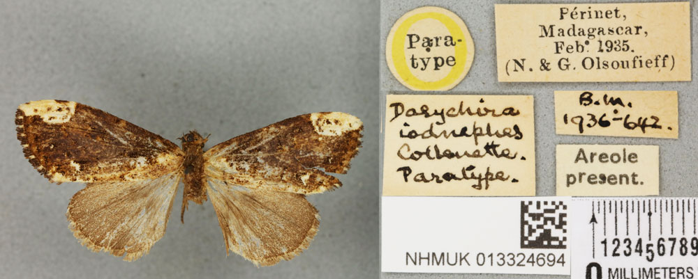 /filer/webapps/moths/media/images/I/iodnephes_Dasychira_PTF_BMNHa.jpg