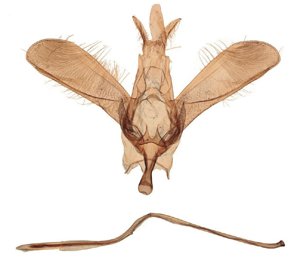 /filer/webapps/moths/media/images/I/ioni_Yponomeuta_GMHT_Agassiz_1602.jpg