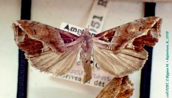 /filer/webapps/moths/media/images/I/ionochrota_Plusiodonta_A_PZBT_01.jpg