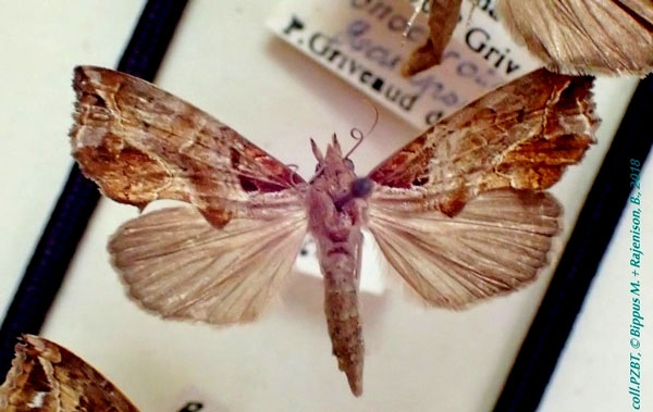 /filer/webapps/moths/media/images/I/ionochrota_Plusiodonta_A_PZBT_02.jpg