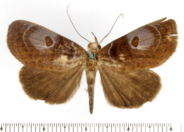 /filer/webapps/moths/media/images/I/ionomesa_Avitta_AF_BMNH.jpg