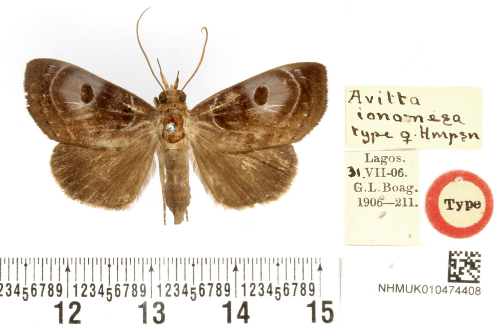 /filer/webapps/moths/media/images/I/ionomesa_Avitta_HT_BMNH.jpg