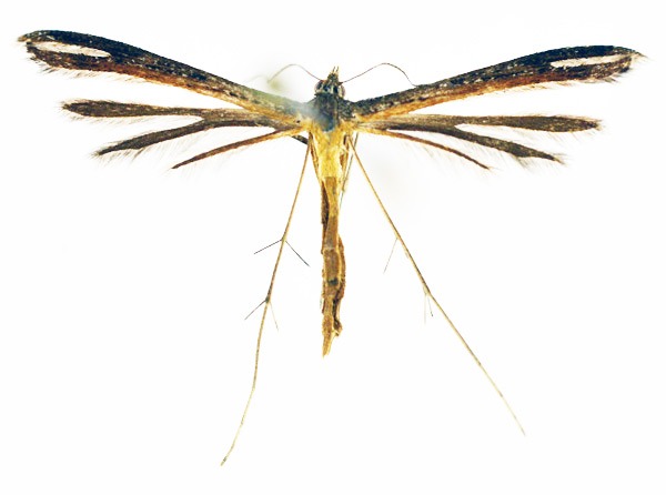 /filer/webapps/moths/media/images/I/ionota_Stenoptilia_A_NHMO_01.jpg