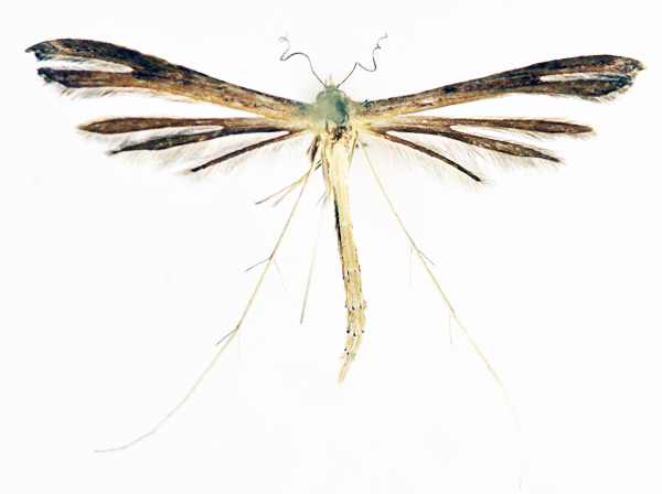 /filer/webapps/moths/media/images/I/ionota_Stenoptilia_A_NHMO_02.jpg