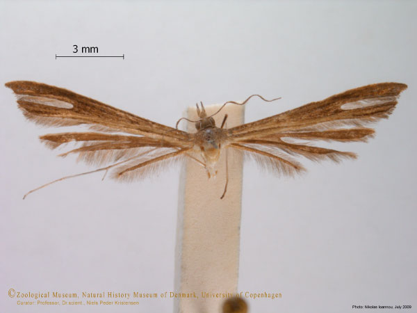 /filer/webapps/moths/media/images/I/ionota_Stenoptilia_A_ZMUC.jpg