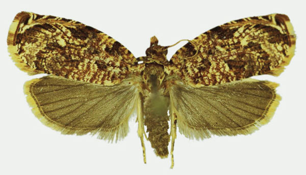 /filer/webapps/moths/media/images/I/iorrhoa_Niphadophylax_AF_Karisch.jpg