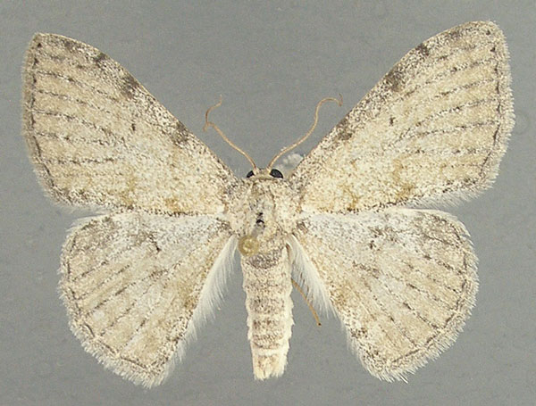 /filer/webapps/moths/media/images/I/ioscia_Somatina_AF_TMSA.jpg