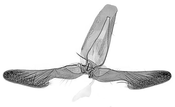 /filer/webapps/moths/media/images/I/ipassaensis_Eucosmocydia_GMHT_MRSN.jpg
