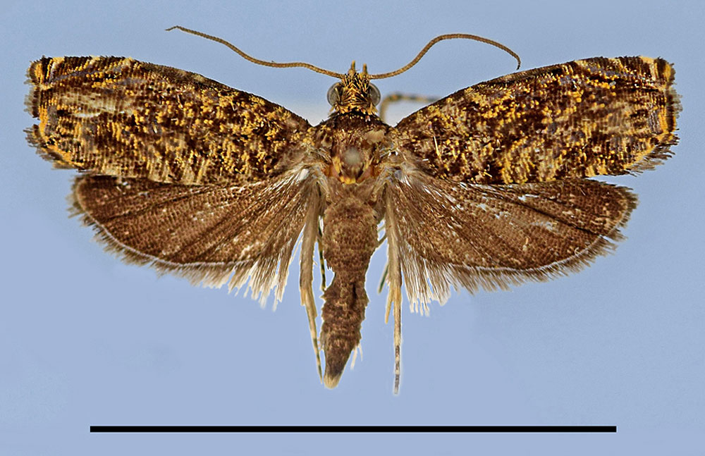 /filer/webapps/moths/media/images/I/ipassaensis_Eucosmocydia_HT_MRSN.jpg