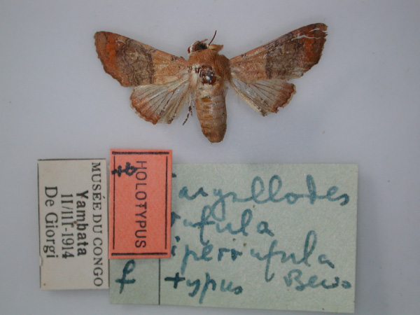 /filer/webapps/moths/media/images/I/iperrufula_Targallodes_HT_RMCA_01.jpg