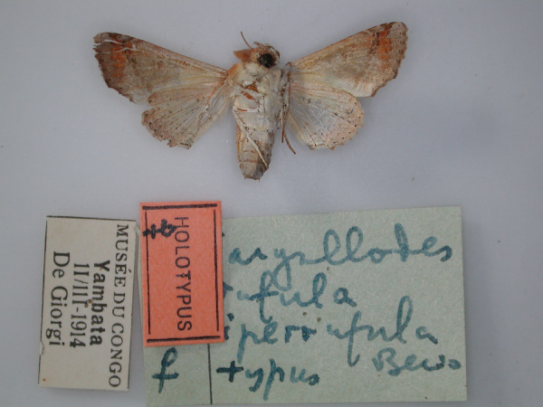 /filer/webapps/moths/media/images/I/iperrufula_Targallodes_HT_RMCA_02.jpg