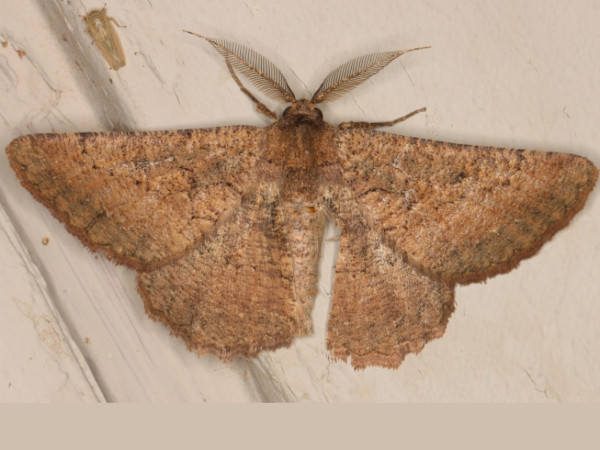 /filer/webapps/moths/media/images/I/iphia_Aphilopota_A_Heyns.jpg