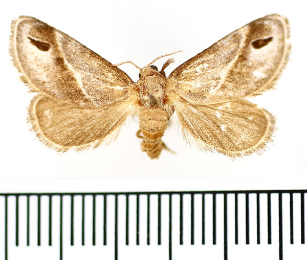 /filer/webapps/moths/media/images/I/iphia_Deltoptera_AF_BMNH.jpg