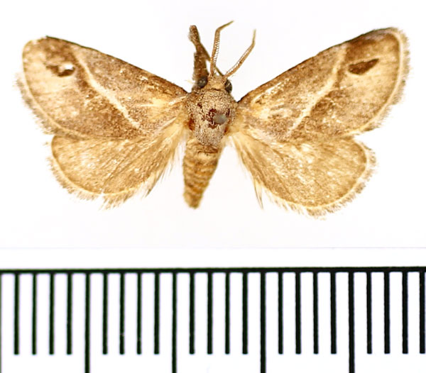 /filer/webapps/moths/media/images/I/iphia_Deltoptera_AM_BMNH.jpg