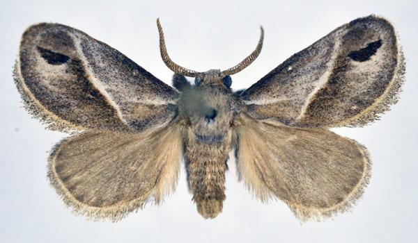 /filer/webapps/moths/media/images/I/iphia_Deltoptera_AM_NHMO.jpg