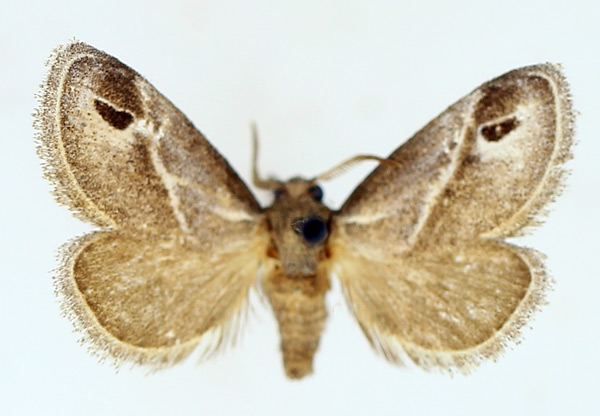 /filer/webapps/moths/media/images/I/iphia_Deltoptera_AM_TMSA.jpg