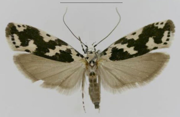 /filer/webapps/moths/media/images/I/iphicrates_Ethmia_AM_MfN.jpg