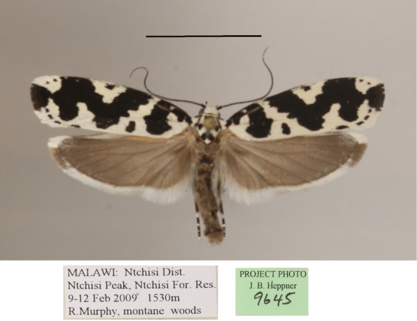 /filer/webapps/moths/media/images/I/iphicrates_Ethmia_A_MGCLa_01.JPG