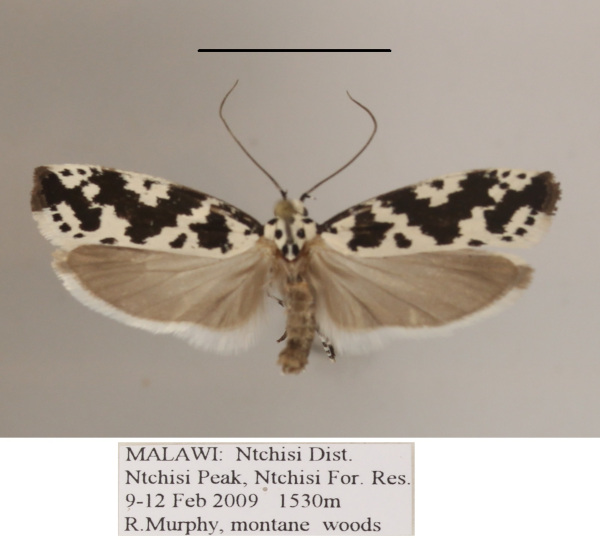 /filer/webapps/moths/media/images/I/iphicrates_Ethmia_A_MGCLa_02.JPG