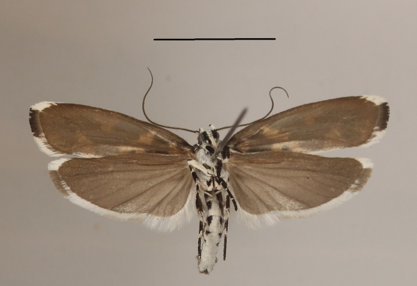 /filer/webapps/moths/media/images/I/iphicrates_Ethmia_A_MGCLb_01.JPG