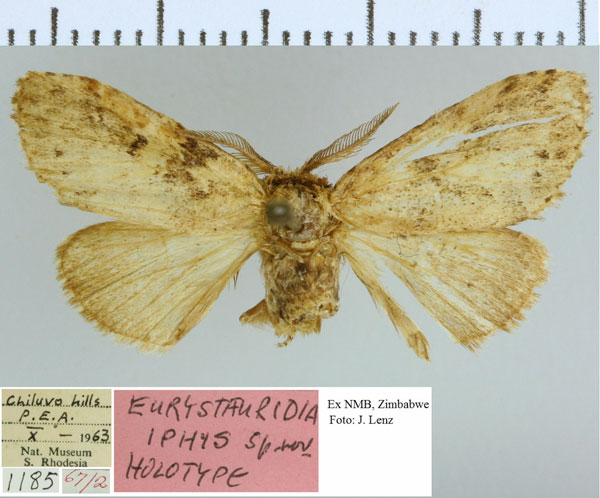 /filer/webapps/moths/media/images/I/iphis_Eurystauridia_HT_NMB.jpg