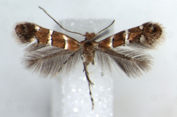 /filer/webapps/moths/media/images/I/ipomoellus_Phyllonorycter_HT_RMCA.jpg