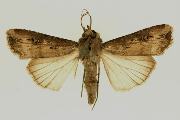 /filer/webapps/moths/media/images/I/ipsilon_Agrotis_AM_RMCA.jpg