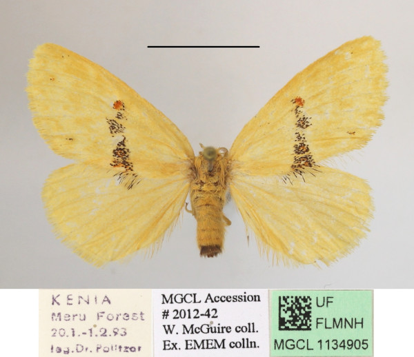 /filer/webapps/moths/media/images/I/iridescens_Euproctis_AF_MGCLa_02.JPG